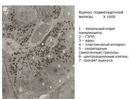 Ацинусы желез