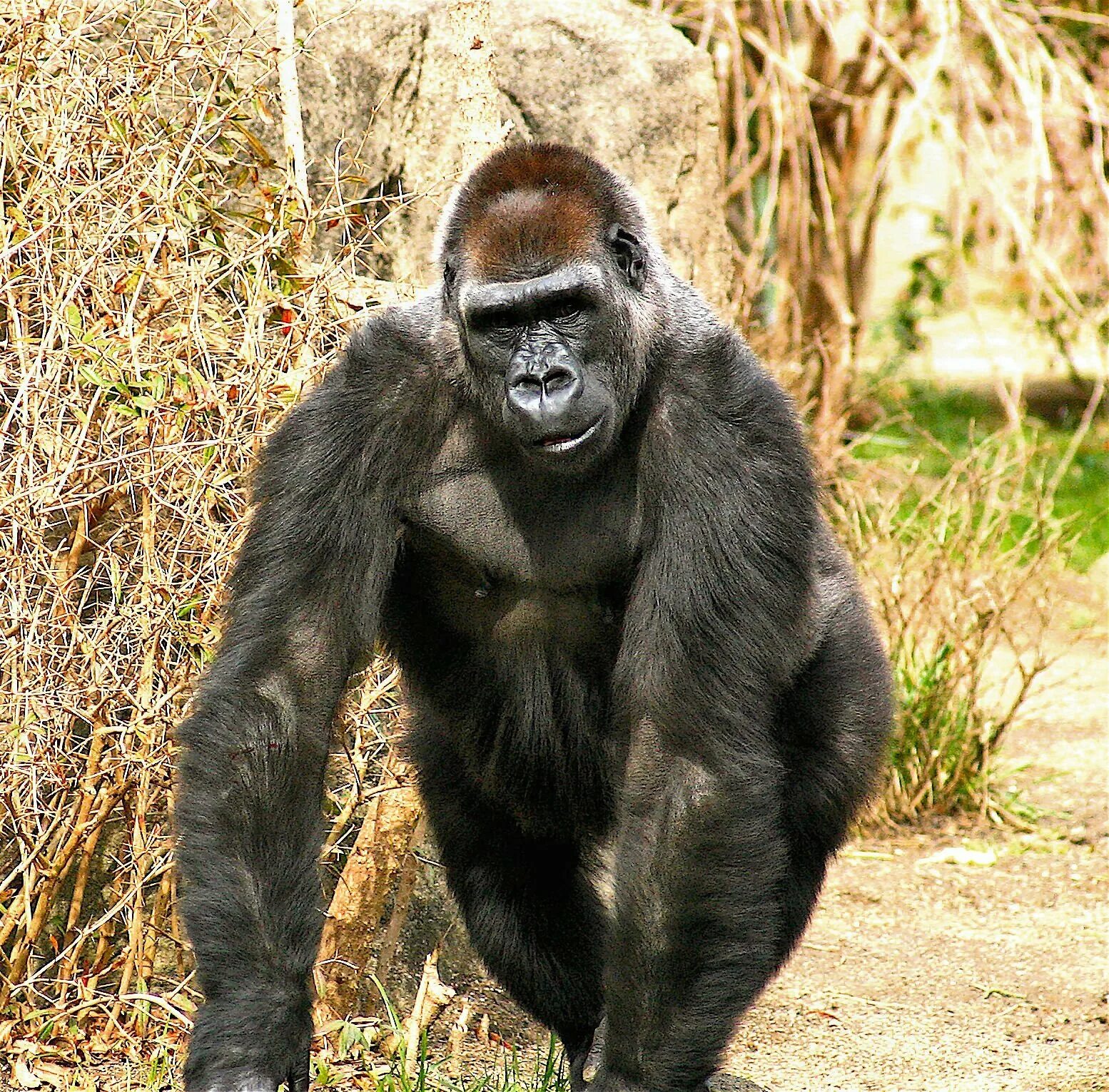 Lethal ape