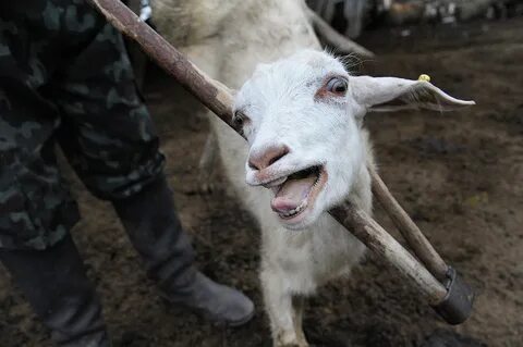 Оказалось коза