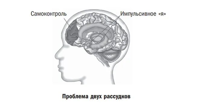 Сила воли в мозге. Самоконтроль мозг.