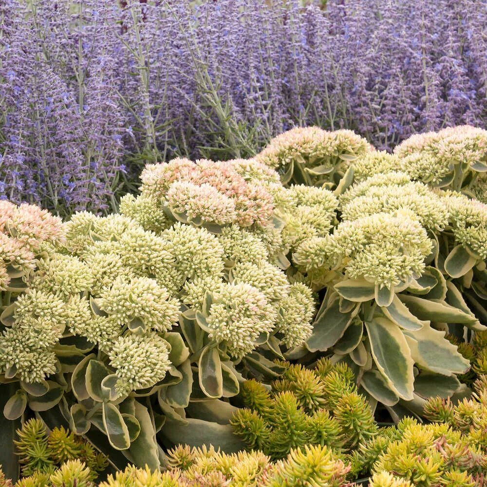 Очитки садовые. Очиток Вайнберга (Sedum weinbergii. Очиток толстоветочный. Очиток Видный Вариегата.