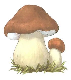 Белый гриб рисунки
