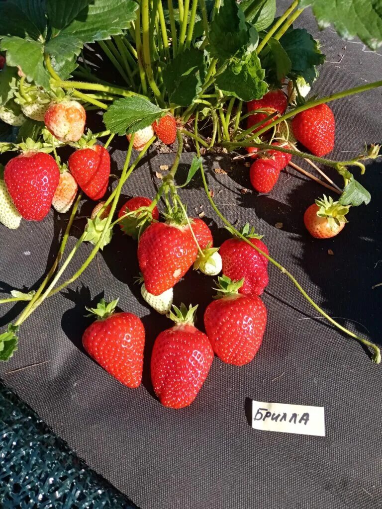 земляника сорт брилла. брилла клубника описание. клубника сорт brilla. земляника сорт брилла. сорт клубники брилла.