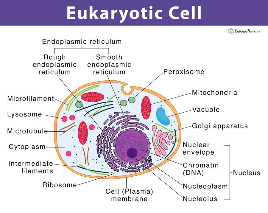 V cells c