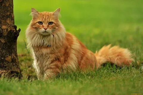 Cats photo