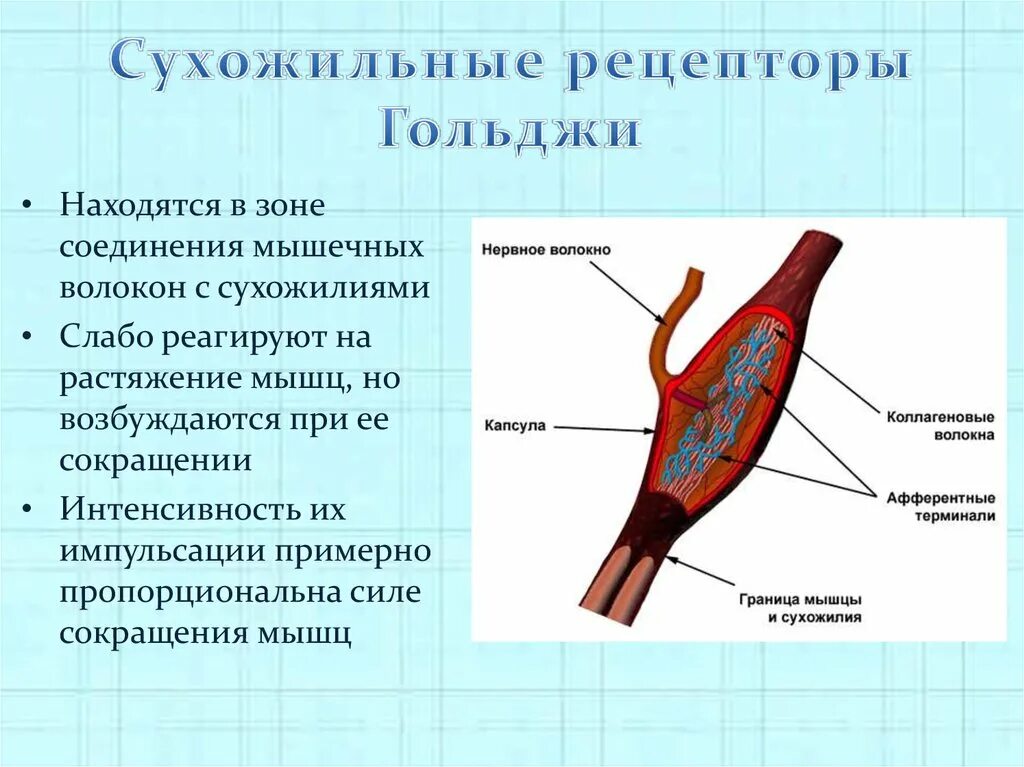 Рецепторы мышечного чувства расположены в. Сухожильный орган Гольджи строение и функции. Структура мышечно сухожильного аппарата. Сухожильные веретена. Рецепторы Гольджи скелетных мышц расположены.