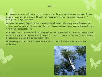 Как описать березу