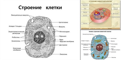 животная клетка строение рисунок
