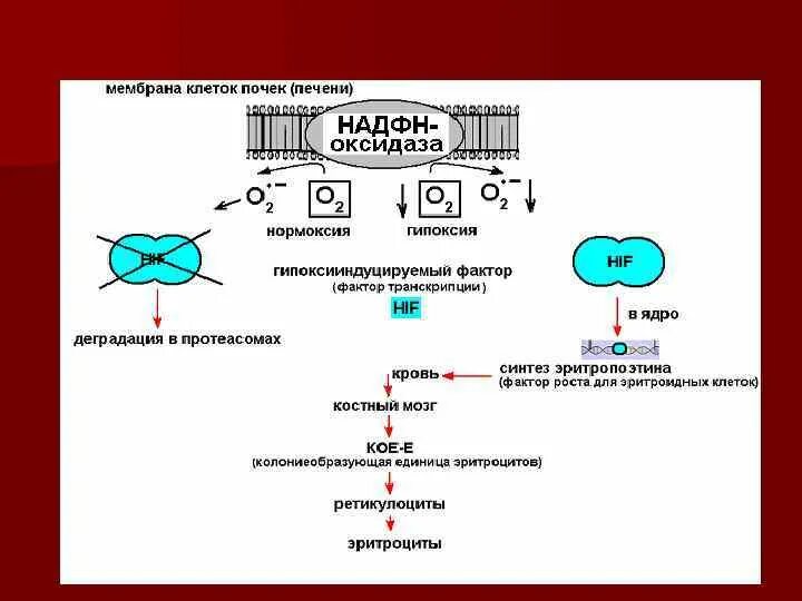 НАДФН используется для. НАДФН оксидаза. НАДФН оксидаза макрофагов. Клетки печени в дистиллированной воде
