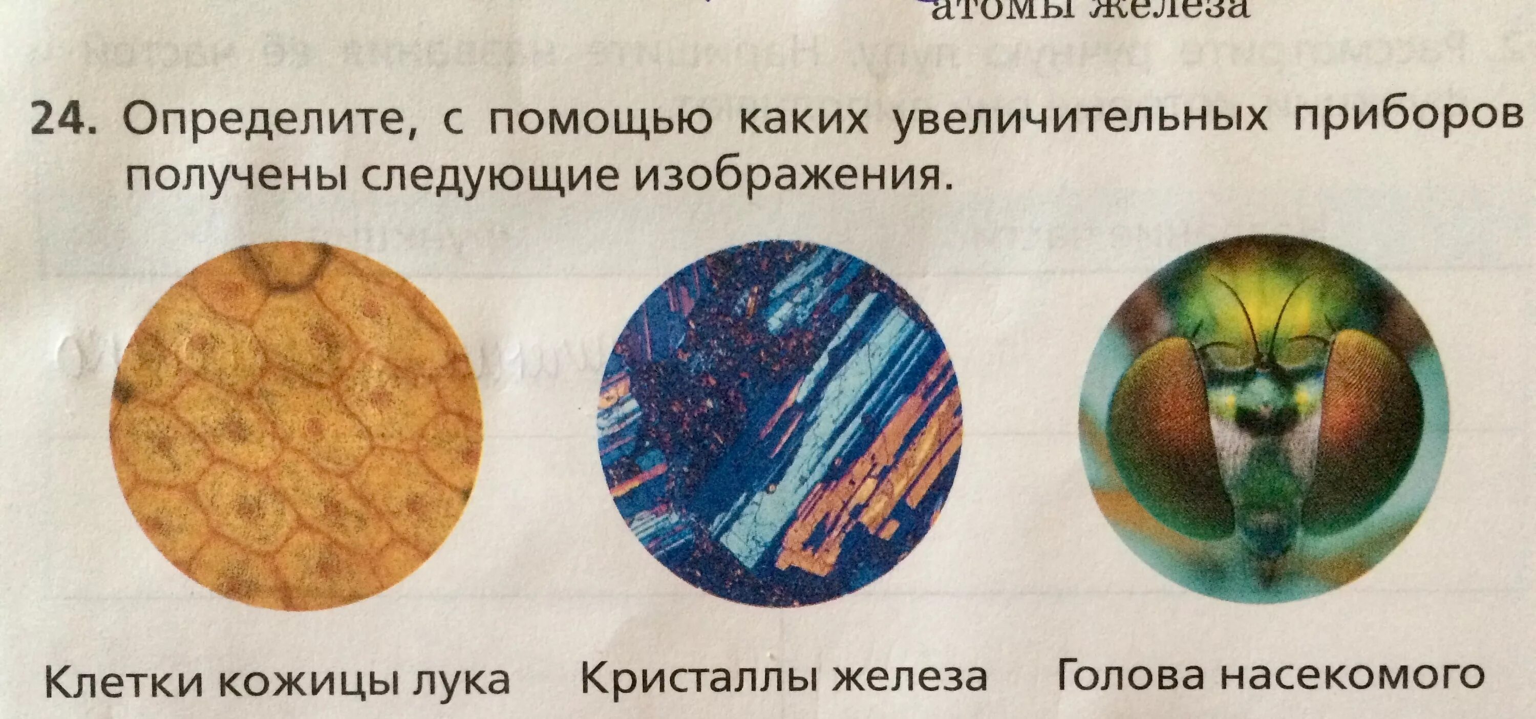 Изображения полученные с помощью. С помощью каких увеличительных приборов клетка кожицы лука. Клетки кожицы лука Кристаллы железа голова насекомого. С помощью какого прибора можно увидеть клетки растений. Из каких увеличительных приборов смотрят клетки кожицы лука.