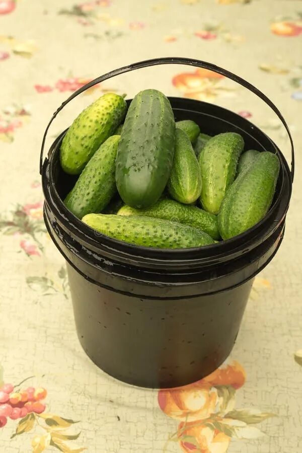 Огурцы вкусняшка. Огурцы в ведре. Ранние огурцы в ведре. Огурчики в ведре. Огурцы на даче.
