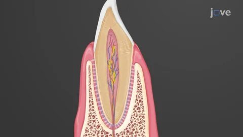 Tooth Anatomy Anatomy and Physiology Video