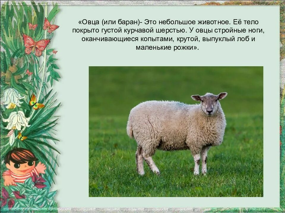 План сообщения о домашнем сельскохозяйственном животном