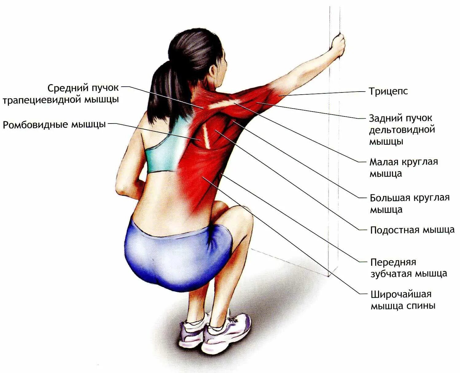 Упражнение на растяжение мышц лопаток. Растяжка плечевых мышц. Растяжка мышц в картинках. Упражнение на растяжку мышц запястья. Колет и тянет