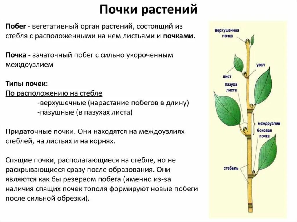 Растения обеспечивают жизнь другим потому что. Строение побега почки растения. Характеристика побега, строение почки. Таблица вегетативные органы растений строение и функции. Внутреннее строение вегетативного побега.