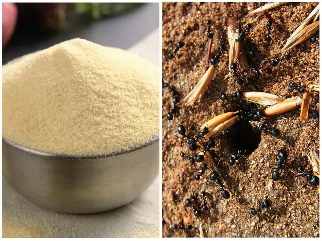Use ant