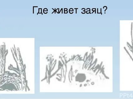 Где живет заяц