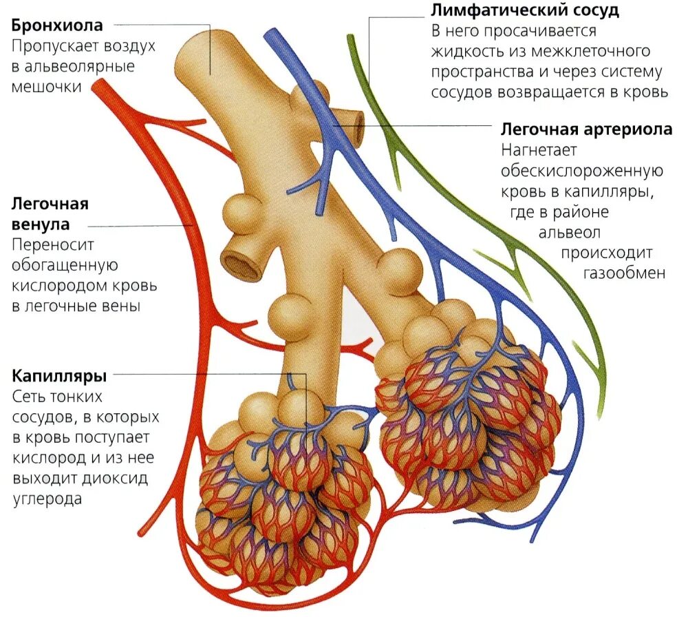 Воздух поступает в альвеолы. Строение альвеолы легкого анатомия. Строение легочной альвеолы. Строение дыхательной системы человека альвеолы. Бронхи строение альвеолы.