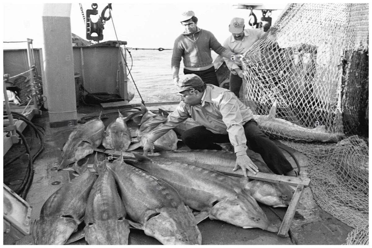 Мировой улов. Астрахань рыбный промысел 19 век.