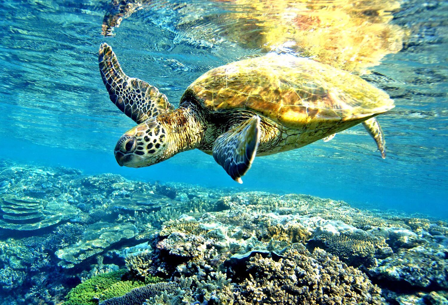 Floating turtle