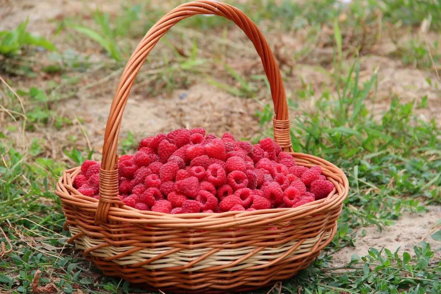 Сон много малины