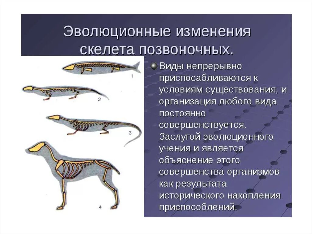 Эволюционные преобразования животных 9 класс биология. Эволюционные изменения в животном мире. Примеры эволюционных преобразований животных. Эволюционные изменения происходят на