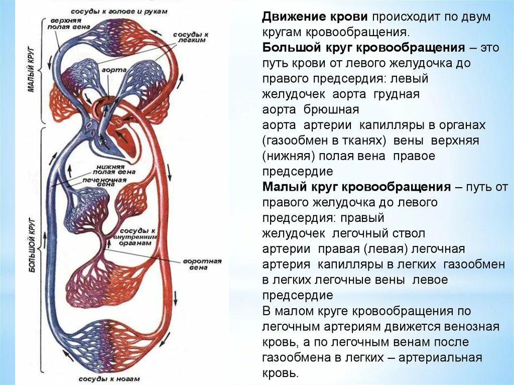 Направления движения артерии. Схема движения крови по малому и большому кругам кровообращения. схема большого и малого круга кровообращения человека. путь малого круга кровообращения схема. большой и малый круг кровообращения схема.