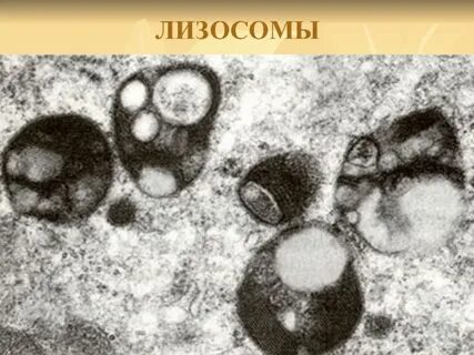 Лизосомы в животной клетке рисунок