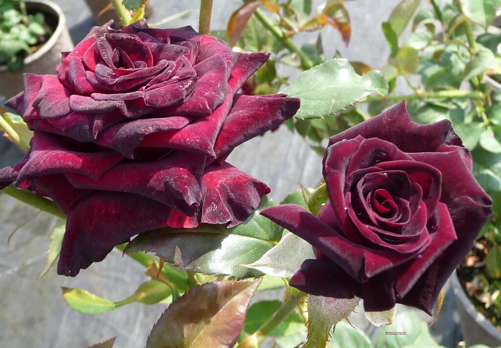 Баккара цвет. Баккара цвет. Баккара цвет. Сорт розы блэк баккара. Баккара цвет.