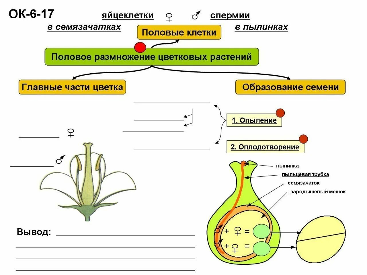 Какие уровни организации цветкового растения выделяют биология. Схема полового размножения цветковых растений. схема полового размножения покрытосеменных растений. размножение цветкового растения схема. биология 6 класс размножение и оплодотворение у растений.