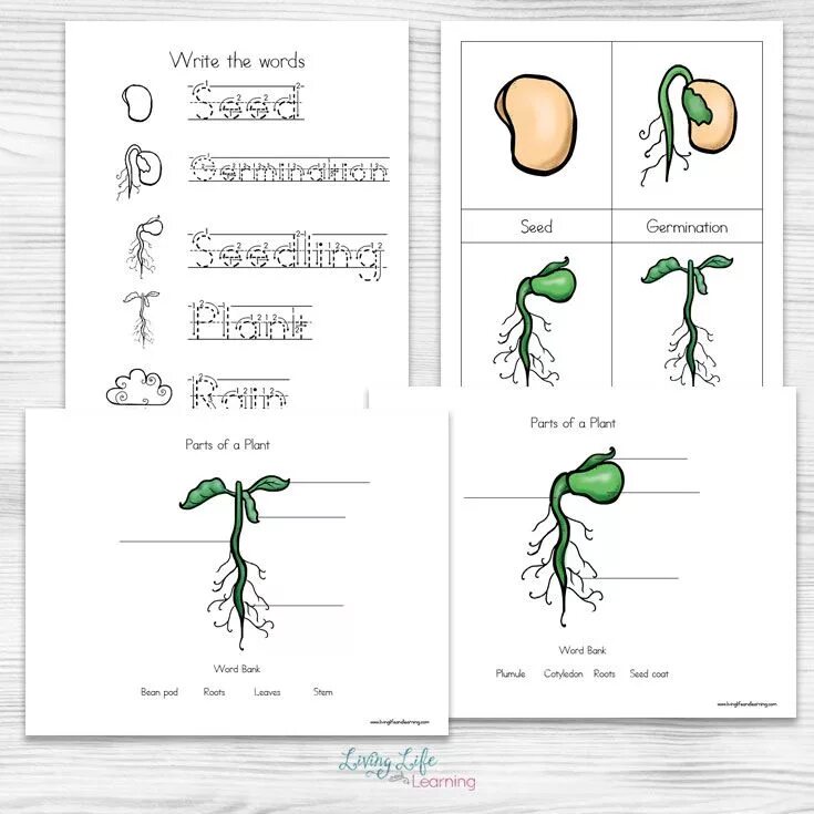 Plant cycle. Plant Life Cycle for Kids. Plant Life Cycle Worksheets. The Cycle of a Plant Worksheet. Plants Life Cycle Worksheet for Kids.