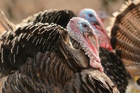 Turkey индейка