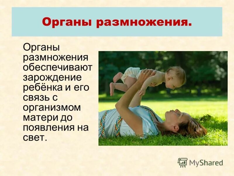 Развитие любого организма