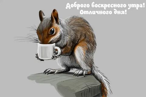 Доброго воскресенья картинки прикольные и смешные