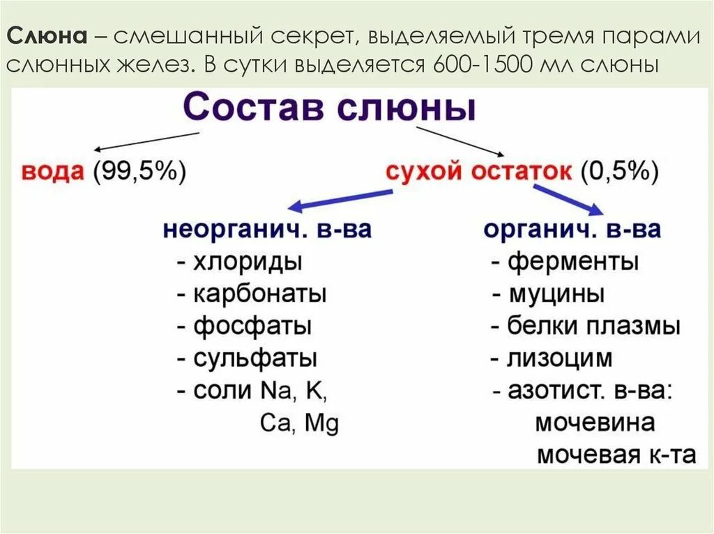 Выделяется мало слюны. Состав слюны. Химические свойства слюны. Количество и состав слюны. Основные компоненты слюны таблица.