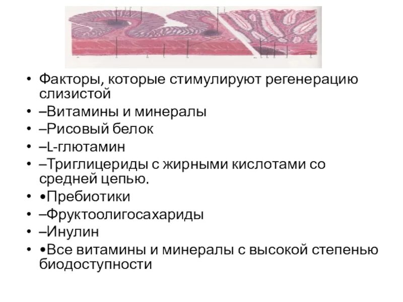 Регенерации слизистой оболочки. Регенерация слизистой. Витамин стимулирующий регенерацию. Стимуляторы регенерации слизистой. Стимуляция регенерации.