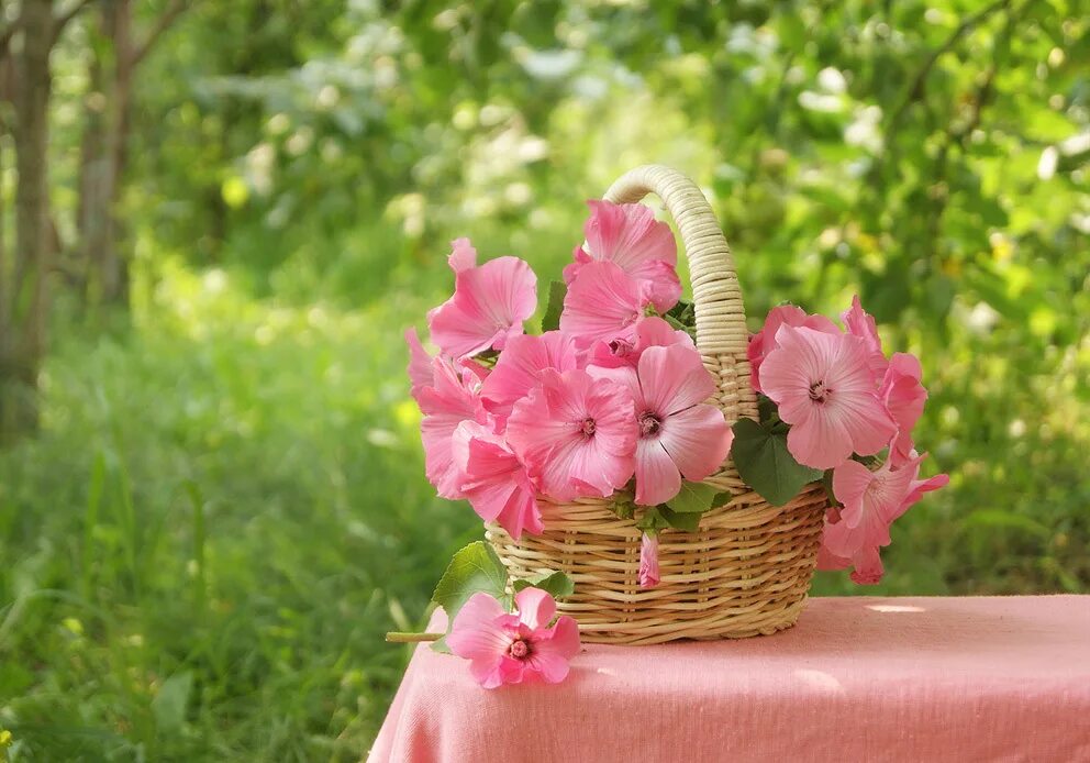 Летние цветы. Нежные летние цветы. Корзинка с цветами на природе. Милые цветы. Лето цвет розовый