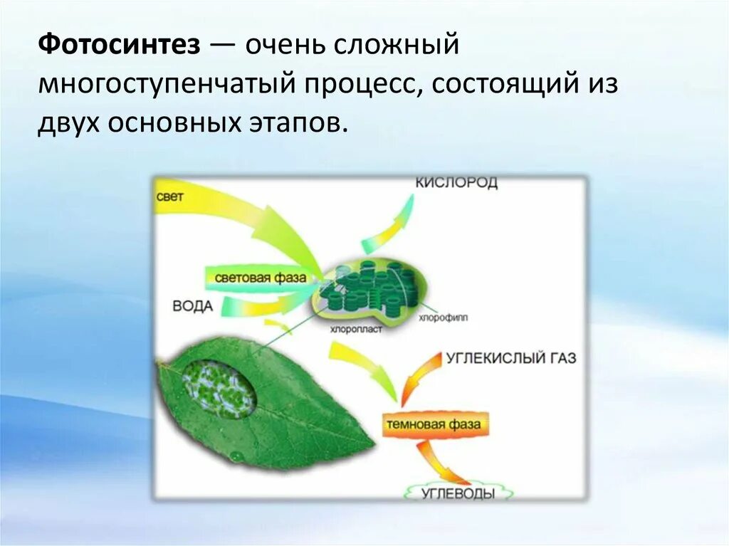 Алоэ фотосинтез. Схема фотосинтеза 6. Фотосинтез 5 класс биология. Ajnjcbyntp 6 rkfc ,bjkjubz. Фотосинтез 6 класс участники.