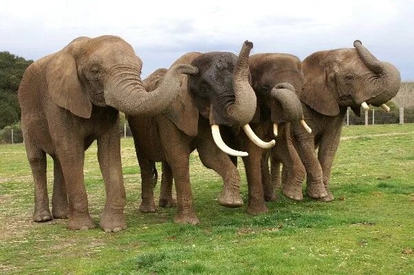 4 слоника. Четыре слона. Семейство слонов. Слоны семья. Стая слонов.