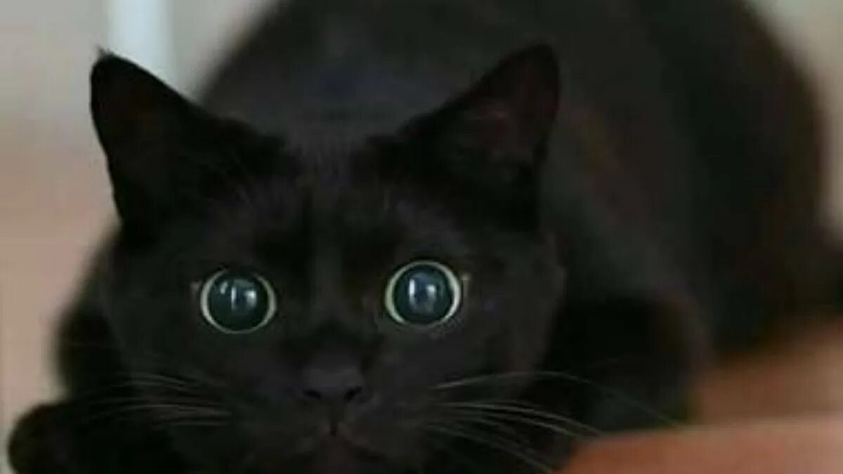 Черный котенок с большими глазами. Милый черный кот. Чёрный кот с большими глазами. Милые черные коты.