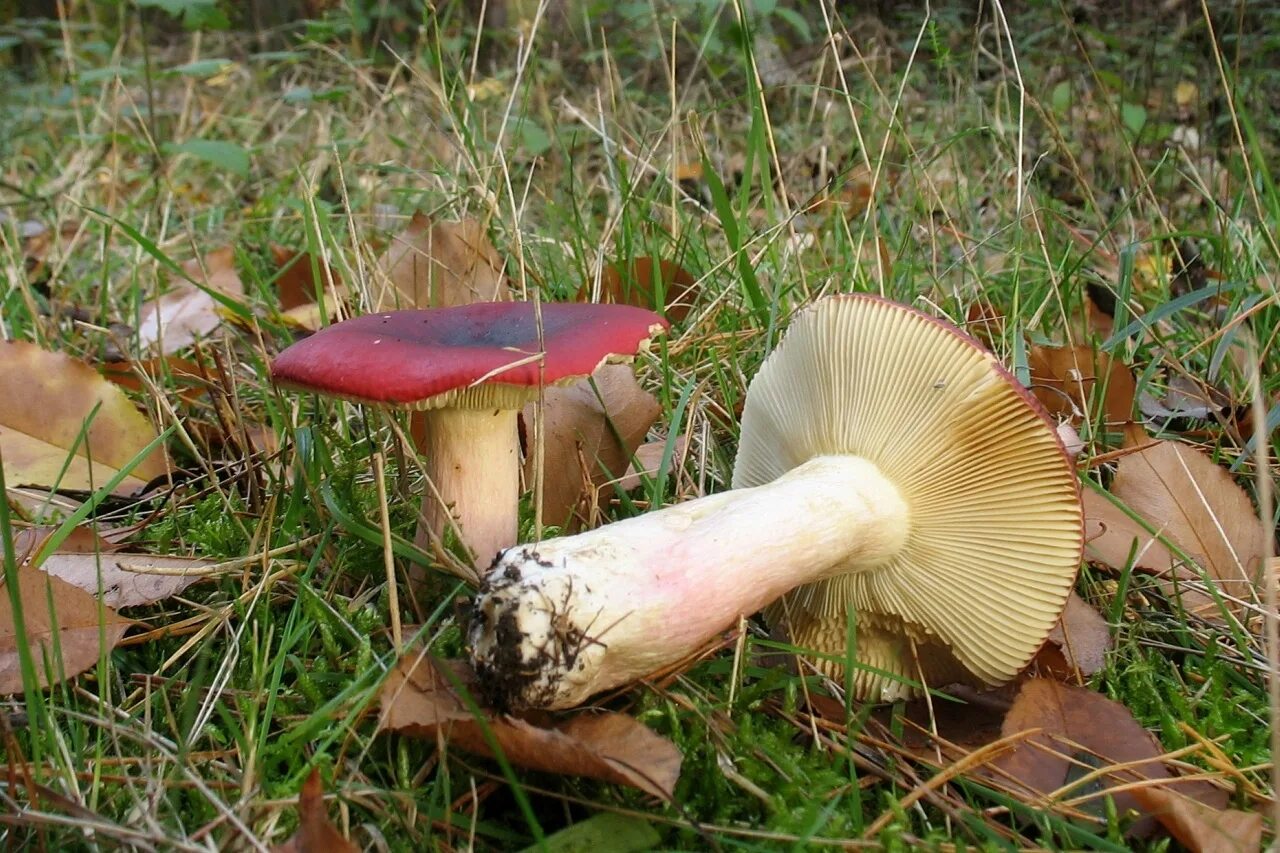 гриб сыроежка мэйра. грибы сыроежки млечники. масленок трубчатый или пластинчатый гриб. подмолочник сыроежка. сыроежка красная.