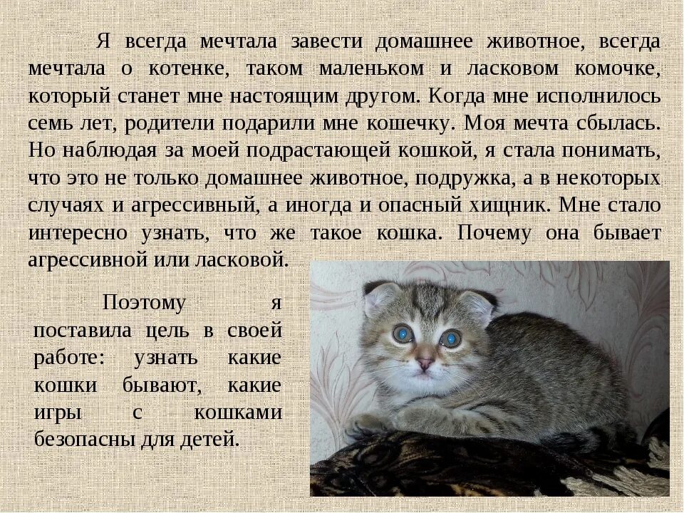 Краткое содержание коту