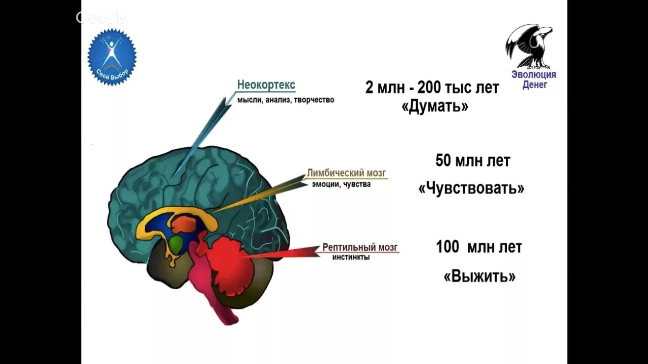 3 слоя мозга. Слои мозга рептильный неокортекс. Мозг человека рептильный лимбический. Отделы мозга рептильный мозг неокортекс. Мозг рептилии лимбический мозг неокортекс.