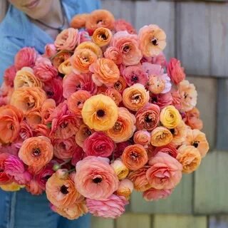 Ранункулюс пикоти розовый