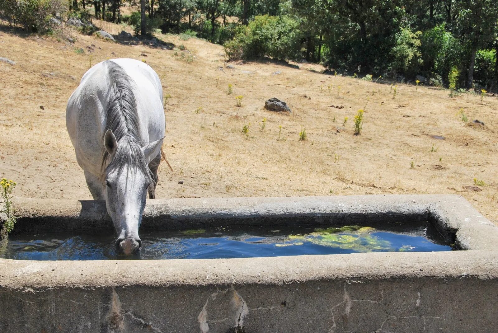 Horse drink. Лошадь пьет воду. Белая лошадь пьет воду. Лошадь пьет воду из ведра. Стол лошадь пьёт воду.