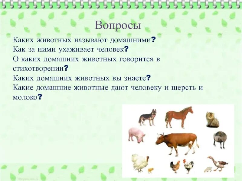 Животных называют потребителями так как. Какие животные называются домашними. Каких животных называют домашними и почему. Домашними называют животных стих. Каких животных называют домашними 1 класс.