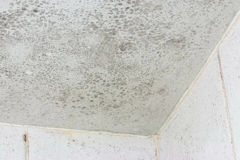 Inside Housing - News - Sanctuary dismissed contractor advice and let damp 