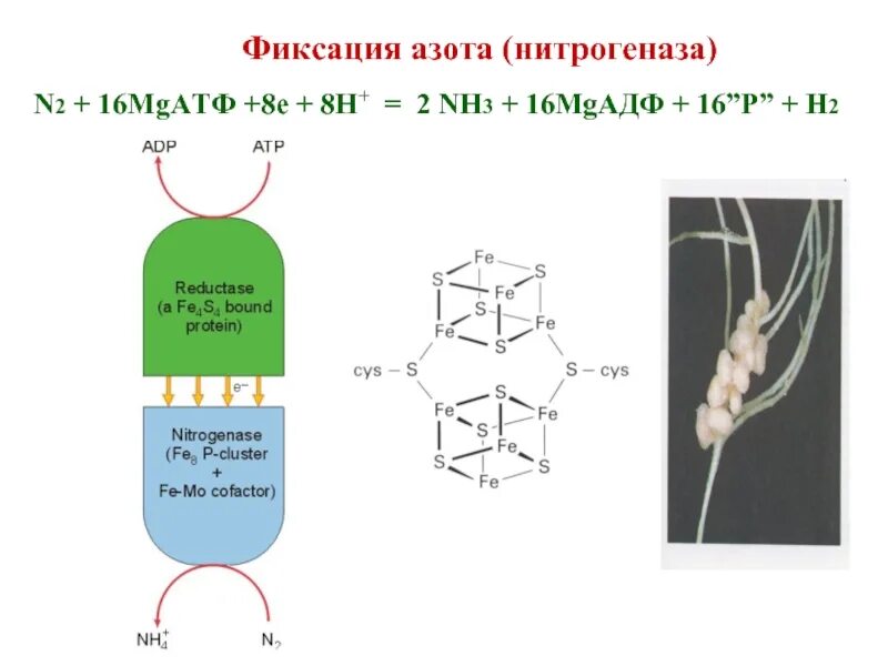 Захват азота. Нитрогеназа фиксация азота. Фиксация атмосферного азота. Методы фиксации азота. Фиксация молекулярного азота.