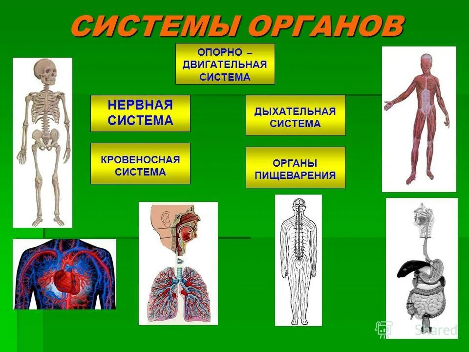 Системы органов. Системы организма человека. Системы органов человека схема. Системы органов человека картинки.