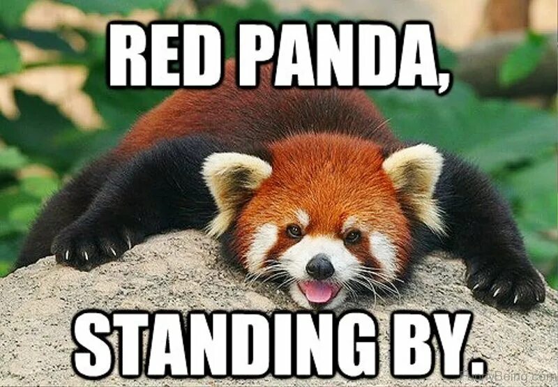 Pandas заголовки